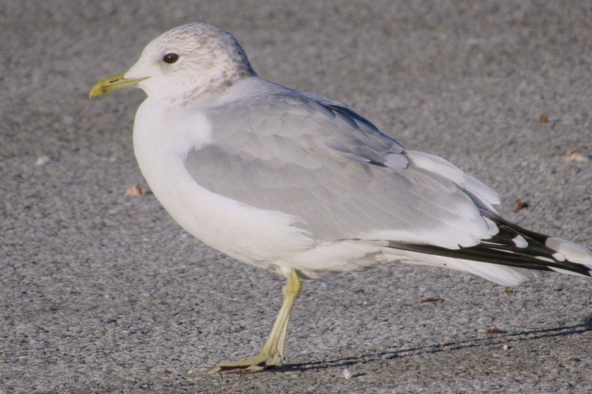 New Glasgow, NS - January 11, 2021